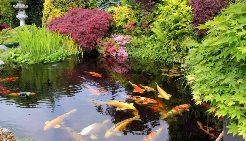 En vacker damm med koi-fiskar som simmar i det klara vattnet, omgiven av frodig grönska och blommor. En dröm för den som vill bygga damm.