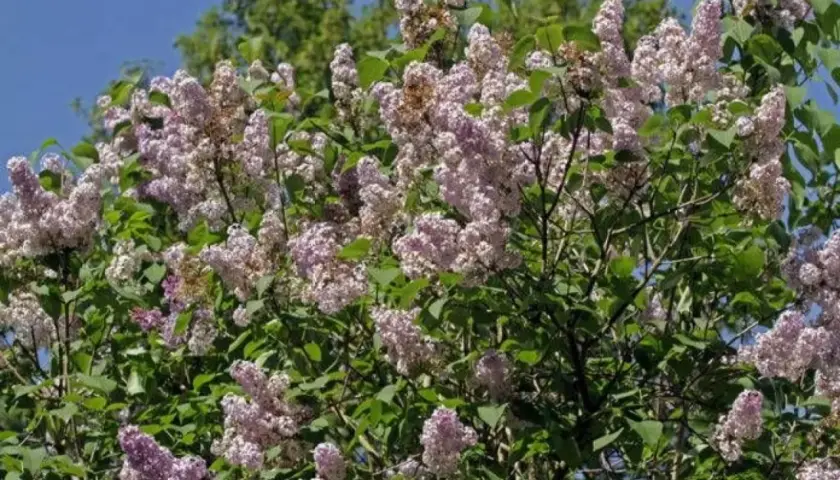 En frodig syrenbuske med lila blommor i full blom. Perfekt för att plantera syren och njuta av doften.