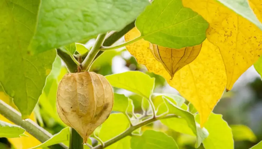 Physalis som växer i Sverige, med sina pappersliknande höljen som skyddar den söta frukten.