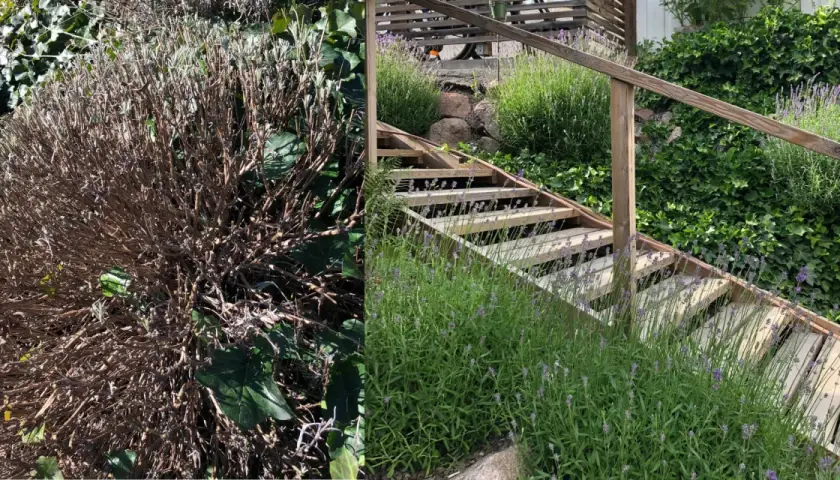 Före och efter: en vissnad lavendelbuske bredvid en trappa med frodig lavendel. Dags att klippa ner lavendel för att få den att blomstra igen.