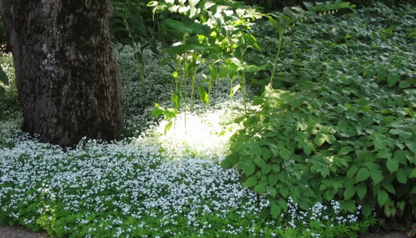 En matta av små vita blommor breder ut sig vid en stor trädstam. Solen lyser upp perenner sol, som skapar en drömsk scen i trädgården.