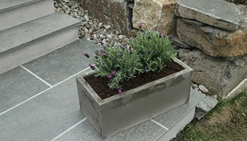 En rektangulär betongkruka med lavendel står på en stenlagd trappa. En vacker detalj för trädgården, som visar hur man kan gjuta krukor i betong.