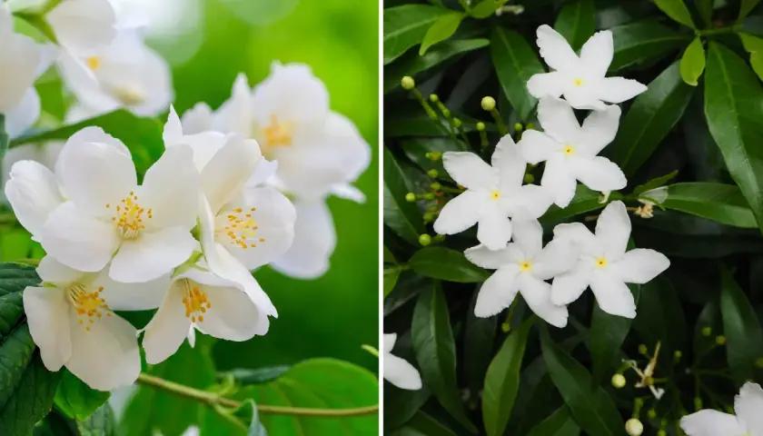 Två närbilder av vita jasminblommor. Till vänster en buske med fyllda blommor, till höger en med enkla stjärnformade blommor.