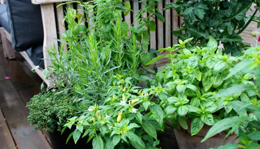 Grönskande örter och chiliplantor i krukor vid en träbänk. En härlig plats att odla dragon och andra smaker.