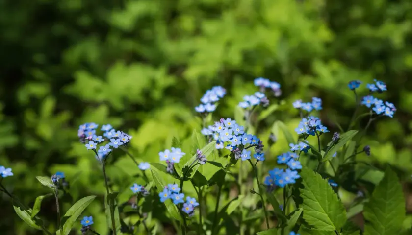 Små, blå blommor utomhus, som små himlar på jorden, lyser upp den gröna skogen.