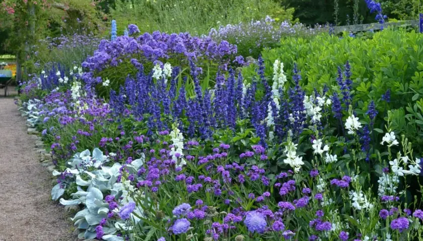 En lummig rabatt med en blå blomma perenn i fokus. Blandningen av lila och vita blommor skapar en vacker kontrast mot det gröna.