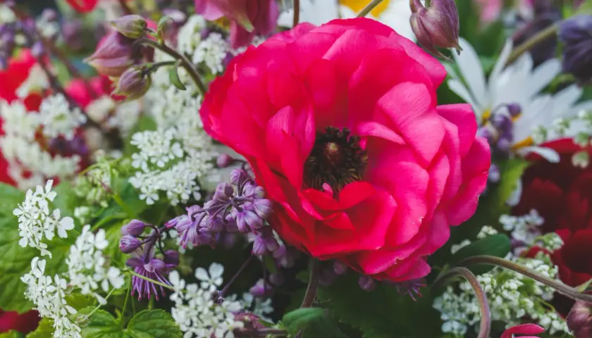 En stor, fuchsiafärgad ranunkel perenn dominerar en blomsterbukett med små vita blommor och lila accenter.