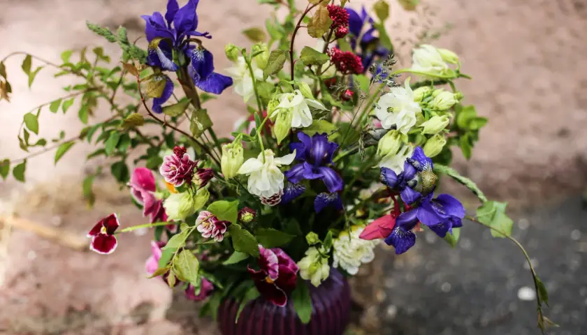 En vacker bukett med iris, akleja och penséer. En påminnelse om glädjen att odla snittblommor.