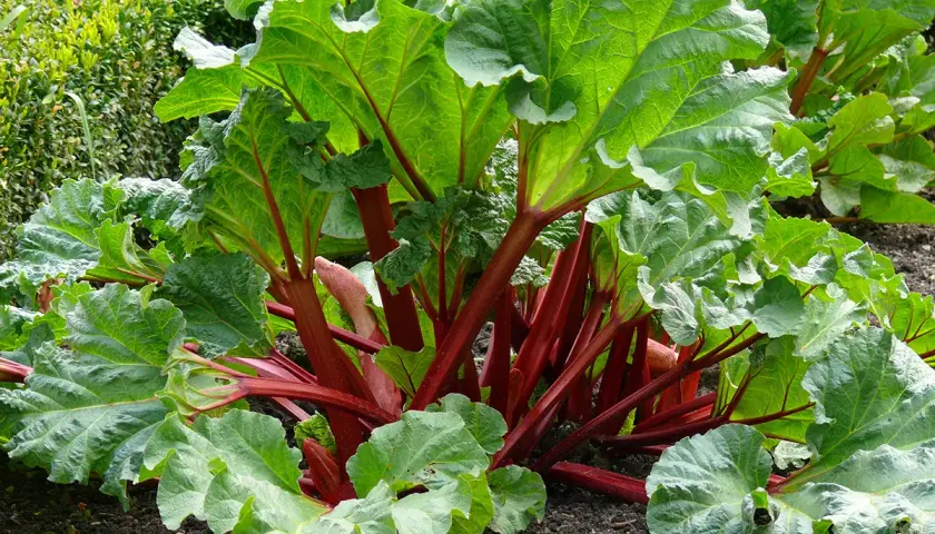 En frodig rabarberplanta med stora, gröna blad och röda stjälkar. Perfekt för att plantera rabarber i trädgården för framtida skörd.