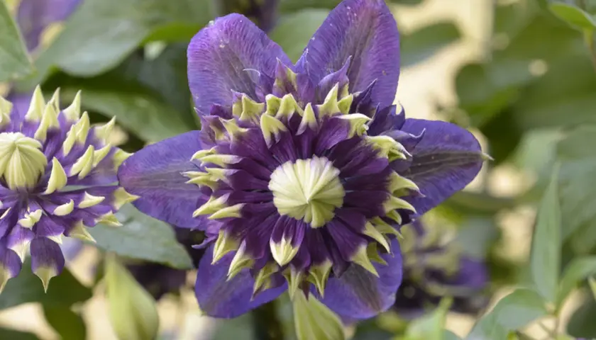 En mörklila klematis med ljusgröna spetsar blommar i skuggan.