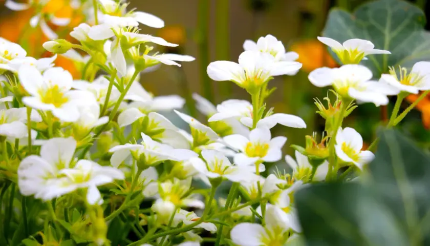 En matta av vita perenner blommar i solljus. De små, delikata blommorna med gula mittpunkter skapar en drömsk scen.