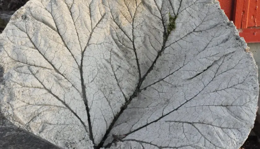 Detaljerad gjutning av rabarberblad i betong, med synliga ådringar och en liten mossfläck.