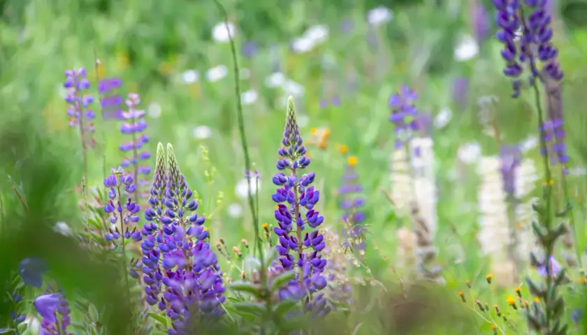En äng fylld med lila lupin blomma och andra vilda blommor i mjukt fokus.