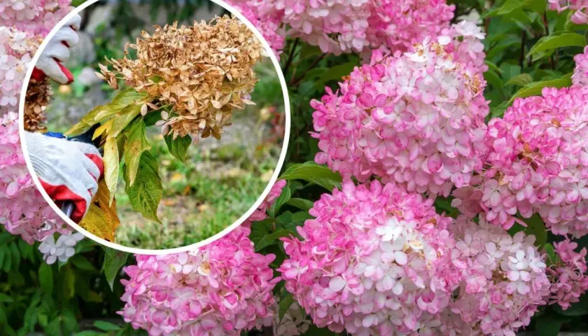 Här beskärs en hortensia. En hand med handske håller i en vissnad blomställning, medan friska rosa blommor syns i bakgrunden.