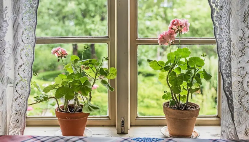 Två krukor med rosa pelargoner står i ett fönster. Utanför syns en grönskande trädgård, som om frosten precis dragit sig tillbaka.