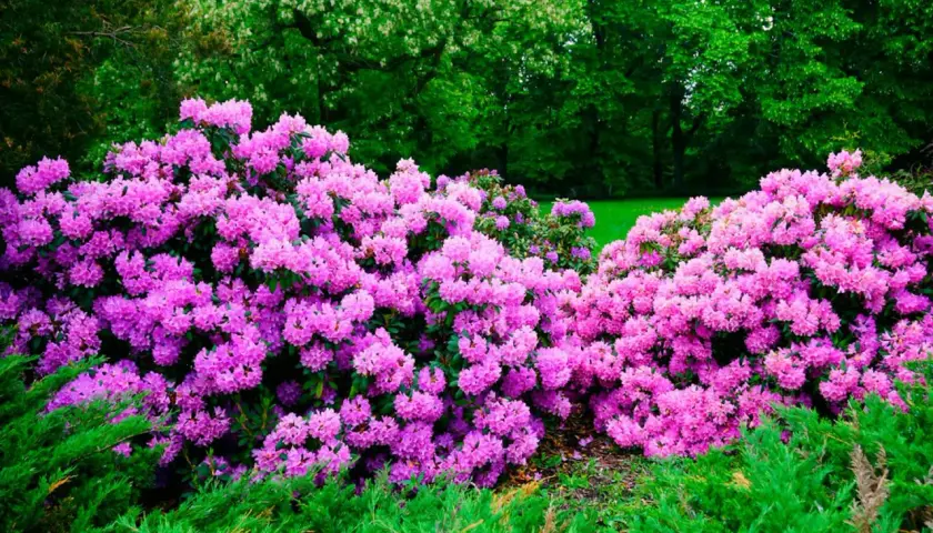 Enorm buske med lila rhododendronblommor i full blom. Grönskande träd i bakgrunden.