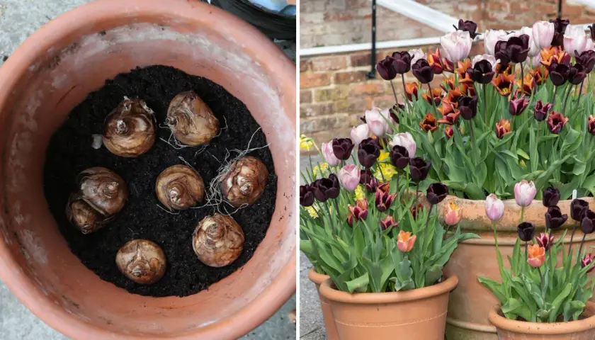 Tulpanlökar i kruka, redo att plantera tulpaner på våren. Bredvid blommar mörka, ljusa och orange tulpaner i krukor.