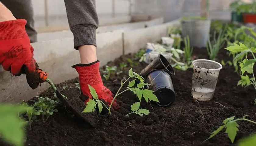 Hand med röd handske planterar tomatplanta i mullrik jord i växthus. Tomma krukor och vattenkopp ligger bredvid.