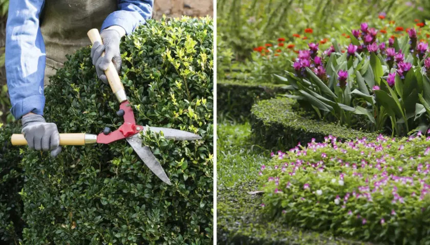 Händer med handskar klipper en grön buske med en stor röd sax. I bakgrunden blommar rosa och röda blommor i en trädgård.