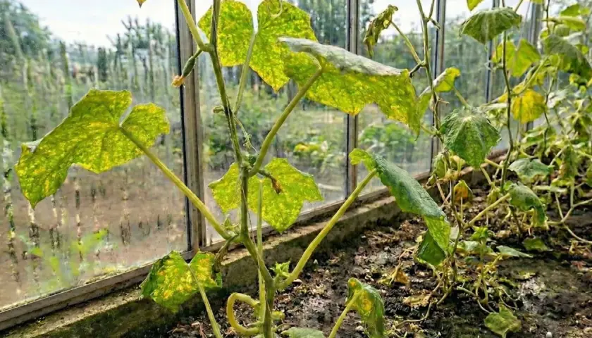 Cucumber plant with yellow, spotted leaves in a greenhouse.