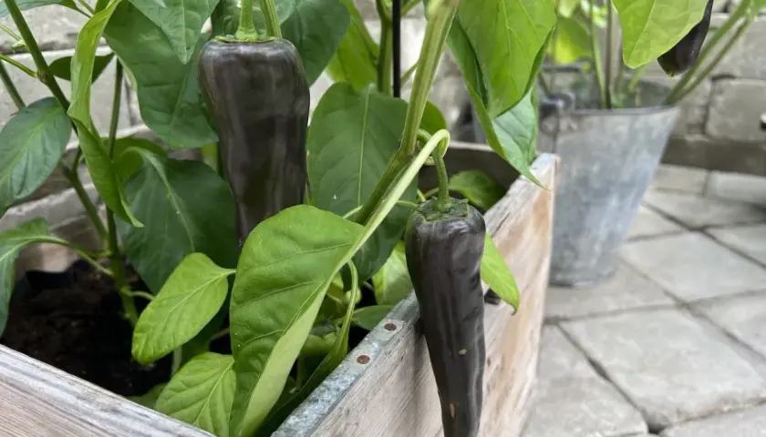 Mörka paprikor hänger från en planta i en trälåda. En fin påminnelse om att odla paprika inomhus för egen skörd.