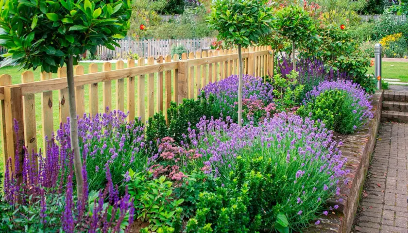 En vacker rabatt med lila lavendel i kruka och andra blommor, kantad av en trästaket och en tegelmur.