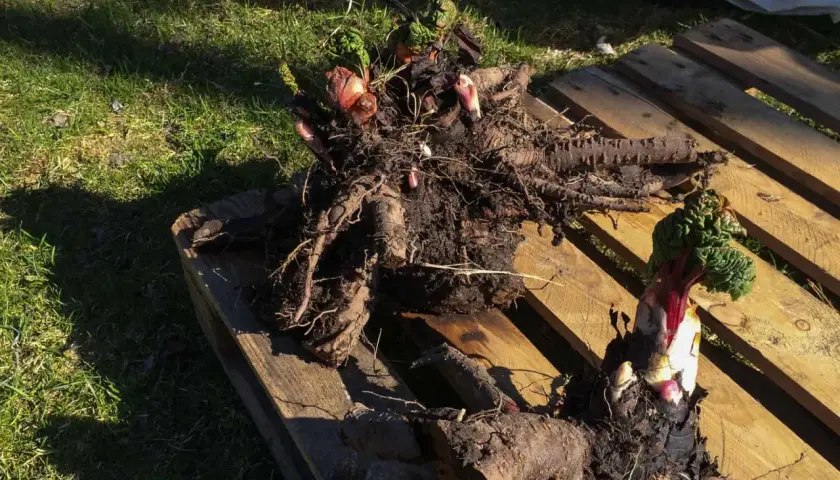 Rabarberplantor med kraftiga rötter och nya skott ligger på en träpall. Perfekt att dela rabarber för att få fler plantor.