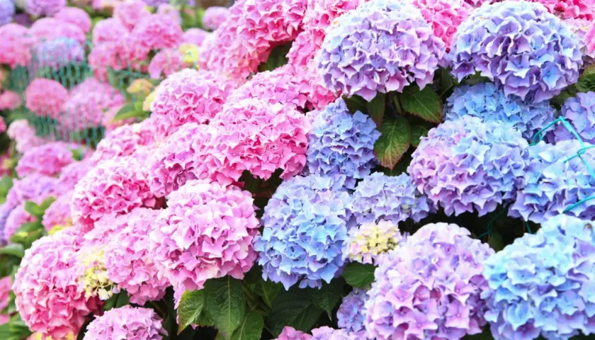 En tät samling av hortensia sorter i nyanser av rosa, lila och blått. Blommorna bildar stora, runda klasar som täcker nästan hela bilden.