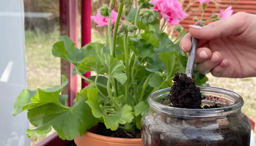 En hand tar kaffesump med en sked ur ett glasburk. Kanske för att ge näring åt rabarberplantan i krukan.