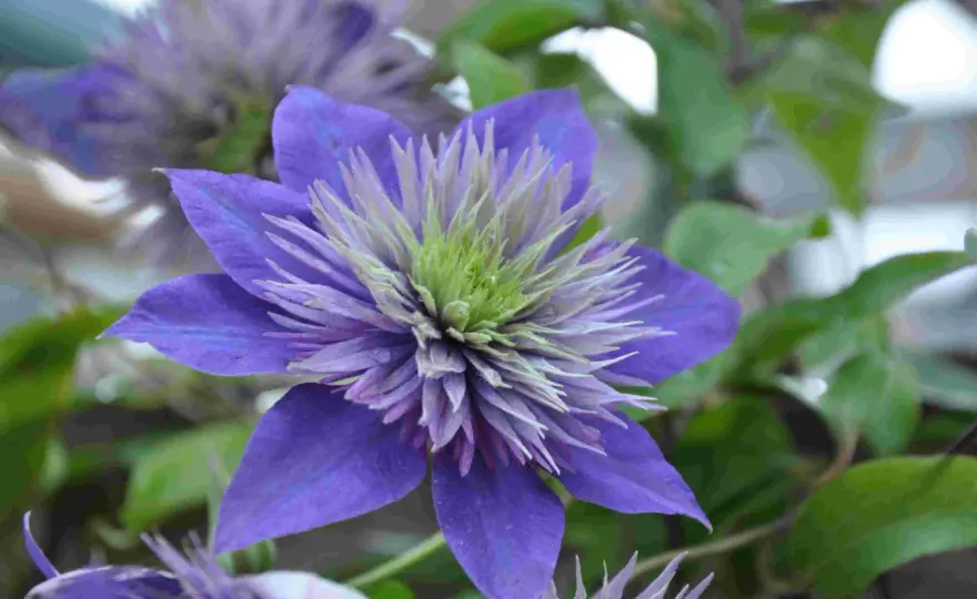 Klematis - Välj rätt spaljé för maximal blomning