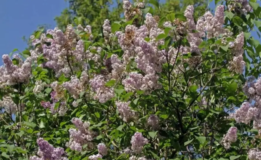 Plantera syren - Så lyckas du med blomning år efter år