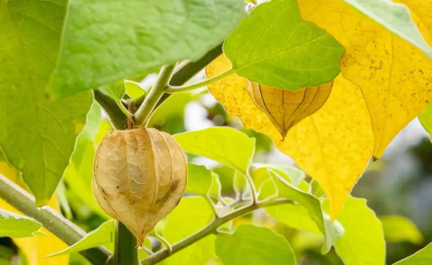 Odla Physalis i Sverige - Din guide till riklig skörd