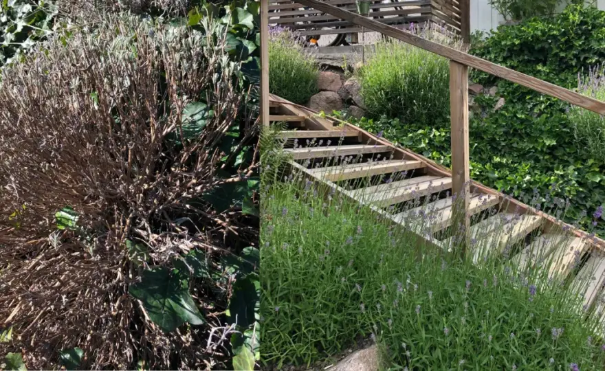 Beskära lavendel - Så får du den tät och blomstrande!