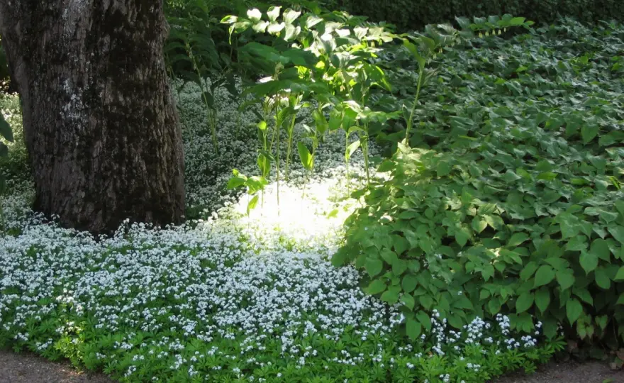 Perenner i sol - Bygg en rabatt som blommar länge!