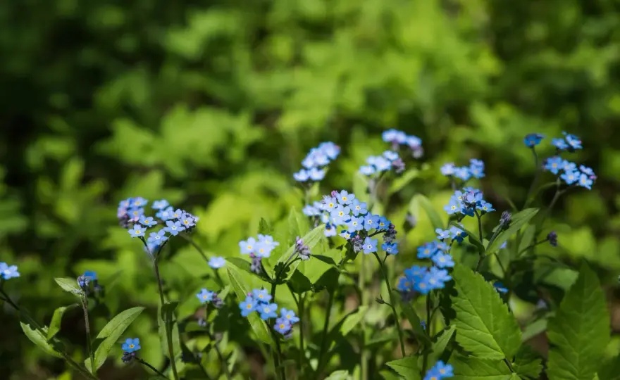 Blå blommor utomhus - Välj rätt och få färg som håller!