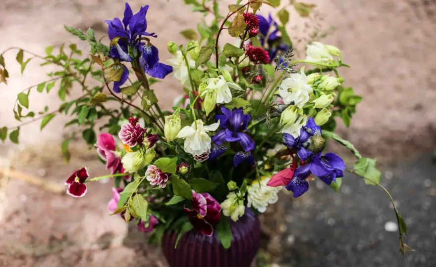Odla snittblommor - Så får du buketter som håller länge