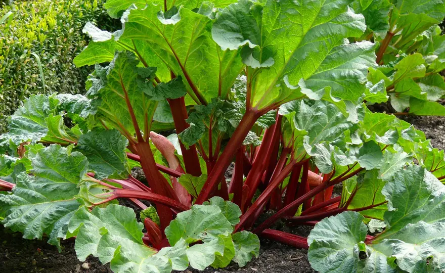Plantera rabarber rätt och få kraftiga plantor