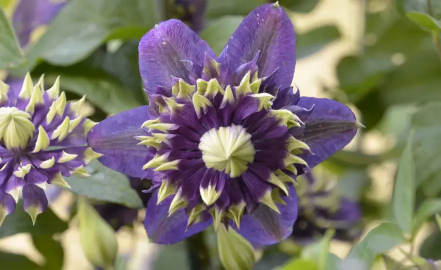 Klematis i skugga - Så lyckas du med blomningen!