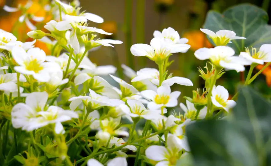 Vita perenner - Skapa drömrabatten som blommar länge