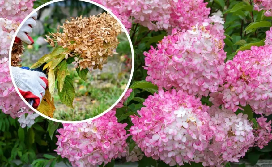 Klippa hortensia rätt - Så får du maximal blomning