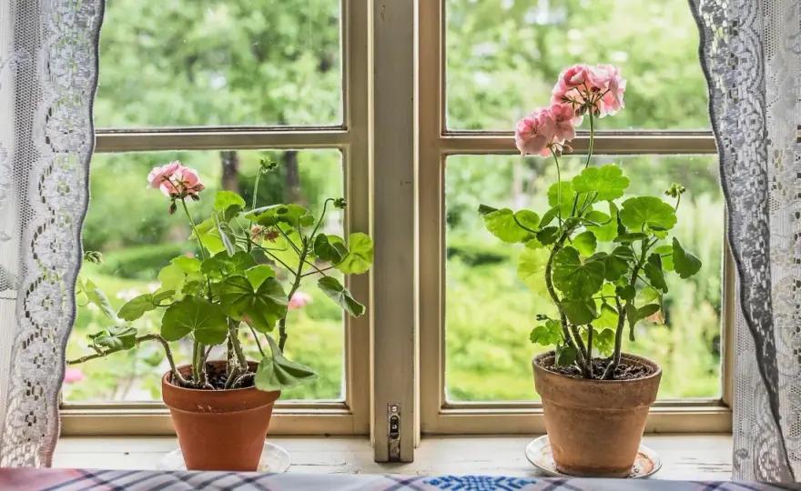 Skydda pelargoner från frost – Så lyckas du övervintra!