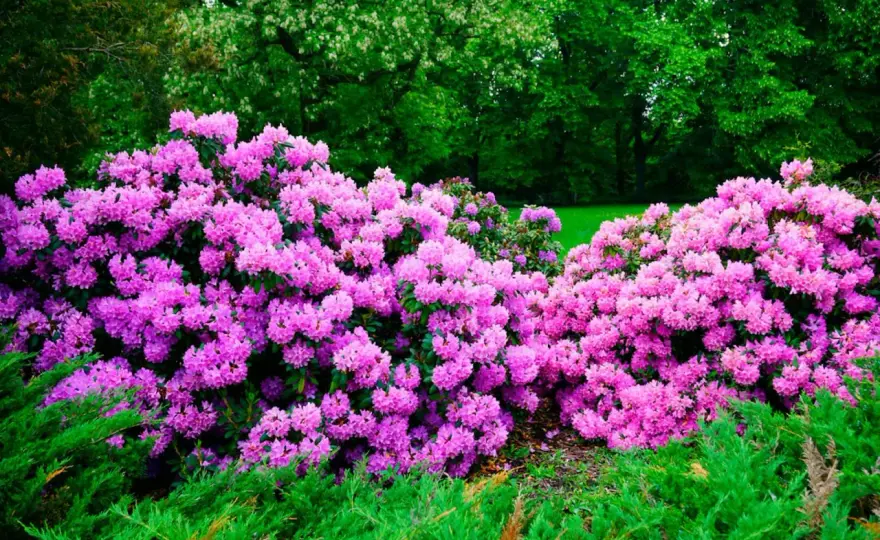 Beskära rhododendron - Rätt tid för riklig blomning
