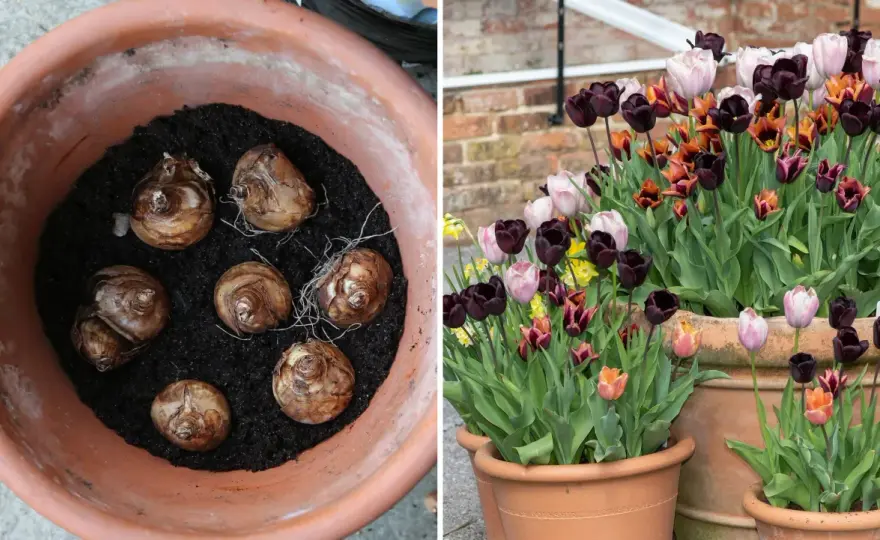 Plantera tulpaner på våren - Fungerar det? Lär dig lyckas!