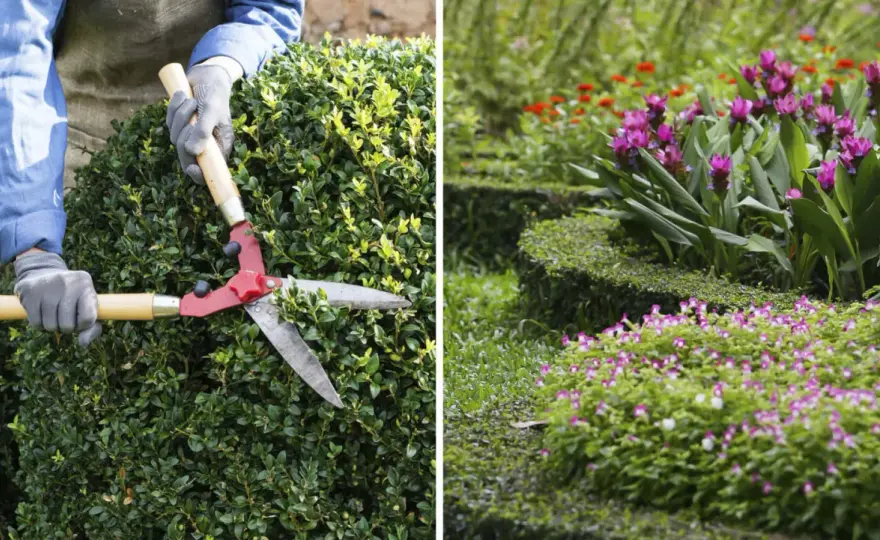 Beskära buskar - Guide för perfekt blomning & form