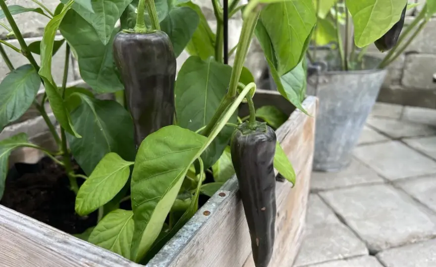 Odla paprika inomhus - Få stor skörd med rätt ljus och värme