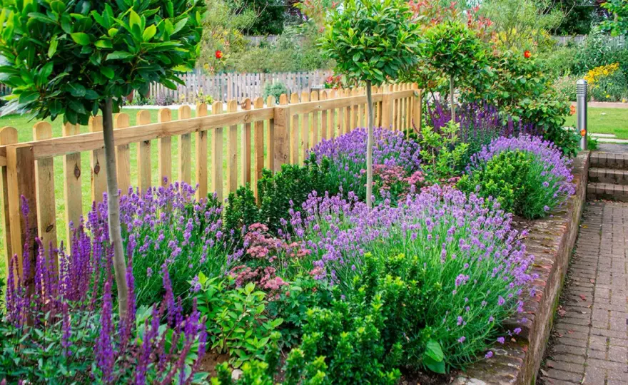 Lavendel i kruka - så får du den att blomma år efter år