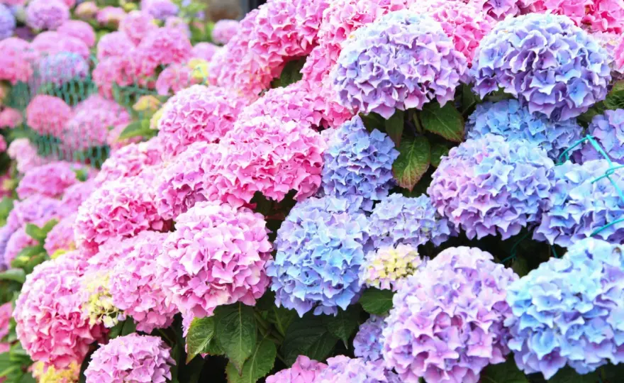 Välj rätt hortensia - Guide för riklig blomning i Sverige