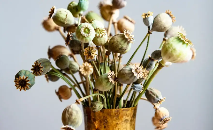 Torka blommor - Så lyckas du med form och färg