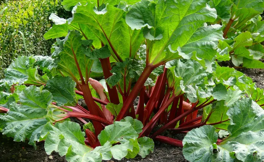 Rabarber blommar - Så räddar du skörden & plantan