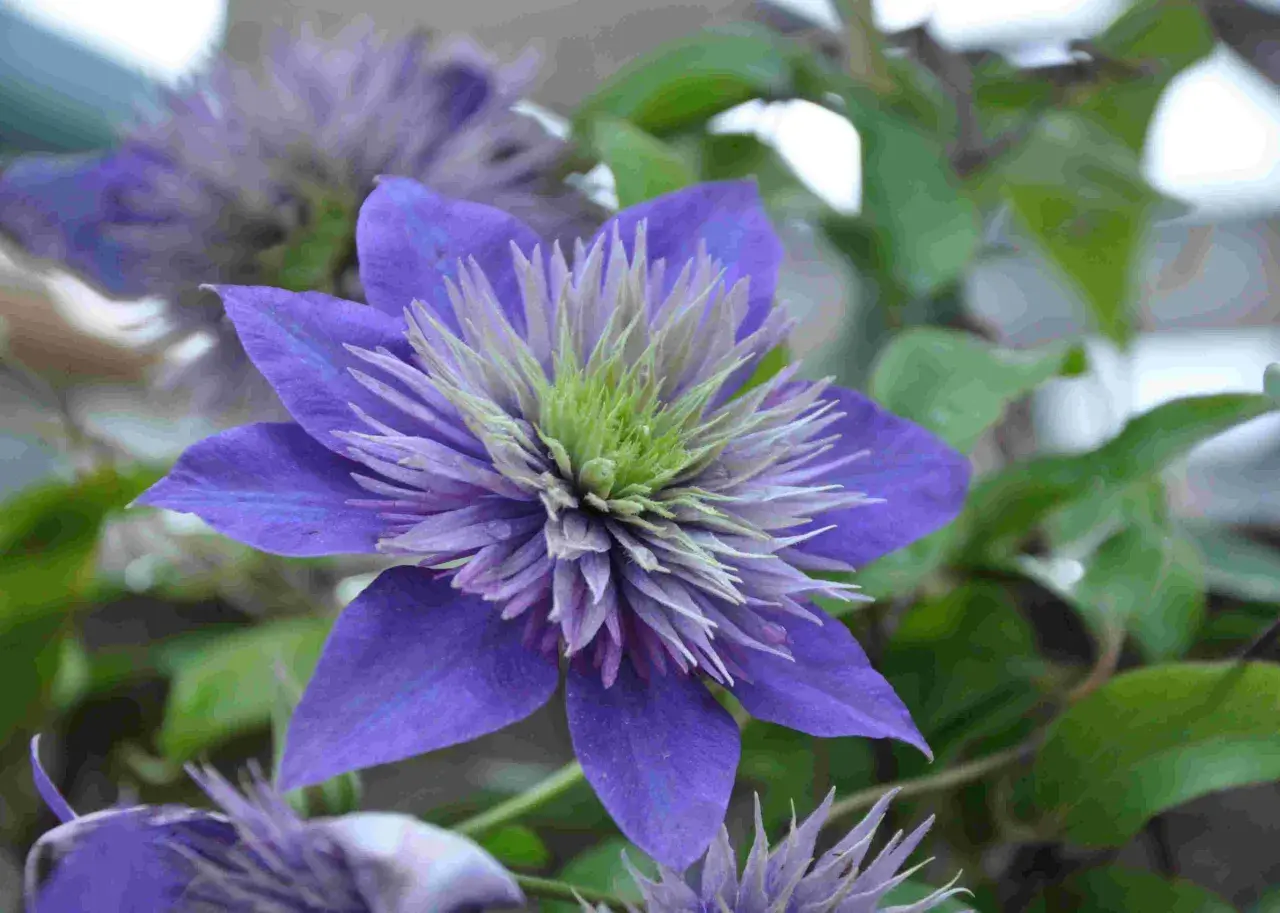 En lila klematis klättrar stolt på sin spaljé, med en magnifik blomma i fokus.
